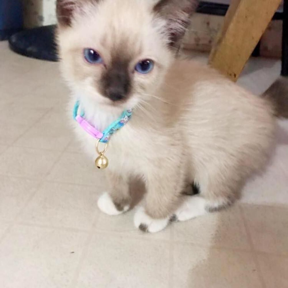 Meet your Posher, Jaja